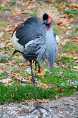 Jardin zoologique de Berlin - Photo libre de droit - PABvision.com