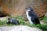 Jardin zoologique de Berlin