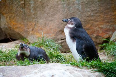 Jardin zoologique de Berlin - Photo libre de droit - PABvision.com