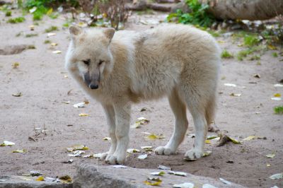 Jardin zoologique de Berlin - Photo libre de droit - PABvision.com