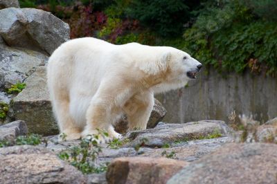 Jardin zoologique de Berlin - Photo libre de droit - PABvision.com