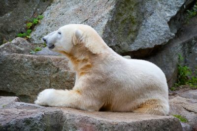 Jardin zoologique de Berlin - Photo libre de droit - PABvision.com