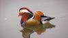 Le canard mandarin