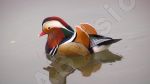 Le canard mandarin