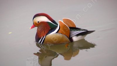 Le canard mandarin - Photo libre de droit - PABvision.com