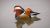 Le canard mandarin - Photos