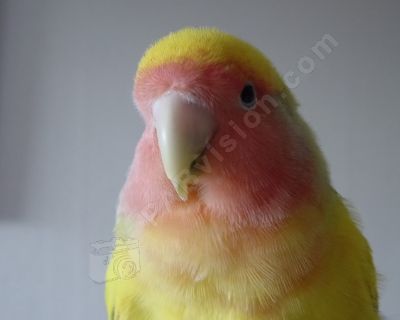 oiseau inséparable - Photo libre de droit - PABvision.com