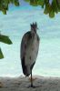 H�ron � la plage