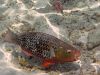 Poisson soldat - Photo libre