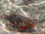Poisson soldat - Photo libre