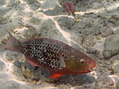 Poisson soldat - Photo libre de droit - PABvision.com