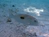 Poissons des sables - Photo libre