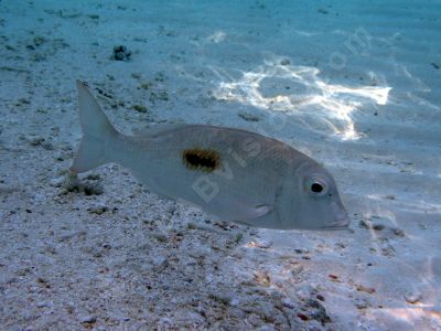 Poissons des sables - Photo libre de droit - PABvision.com