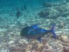 Carangue bleue - Photo libre