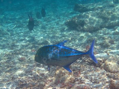 Carangue bleue - Photo libre de droit - PABvision.com