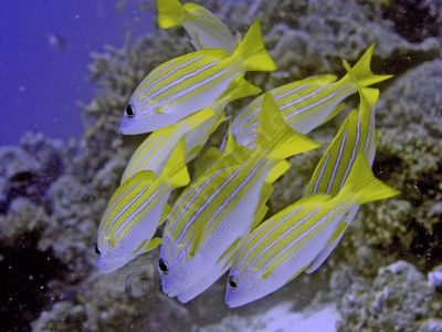 Poissons des Maldives - Photo libre de droit - PABvision.com