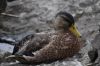 Le Canard colvert