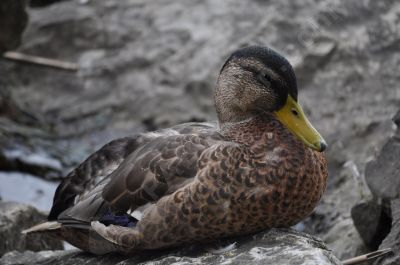 Le Canard colvert - Photo libre de droit - PABvision.com