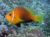 Poisson clown pied noir
