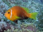 Poisson clown pied noir