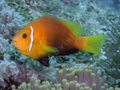 Poisson clown pied noir - Photo libre de droit - PABvision.com