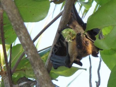 Chauves souris aux Maldives - Photo libre de droit - PABvision.com