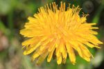 Photo libre - Le pissenlit ou dent de lion