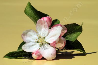Fleur de pommier sauvage - Photo libre de droit - PABvision.com