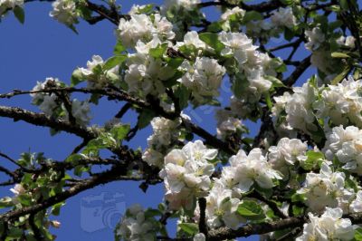 Fleurs de pommier sauvage - Photo libre de droit - PABvision.com