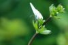 Le papillon