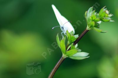 Le papillon - Photo libre de droit - PABvision.com