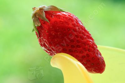 La fraise - Photo libre de droit - PABvision.com