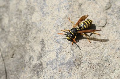 La Guêpe - Photo libre de droit - PABvision.com