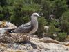 Albatros - Photo libre