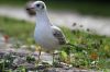 Jeune mouette rieuse