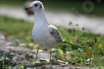 Jeune mouette rieuse