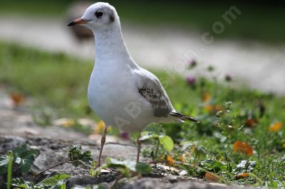 Jeune mouette rieuse - Photo libre de droit - PABvision.com