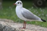 Mouette rieuse