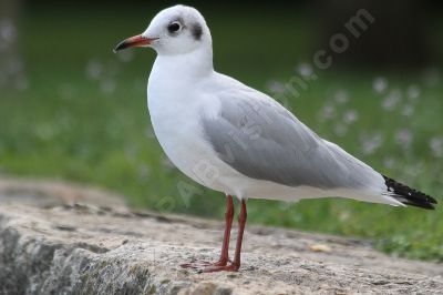 Mouette rieuse - Photo libre de droit - PABvision.com