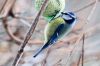 La m�sange bleue