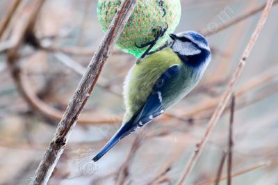 La mésange bleue - Photo libre de droit - PABvision.com