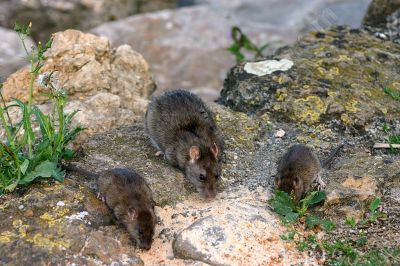  rats d'eau mammifres rongeurs  - Photo libre de droit - PABvision.com