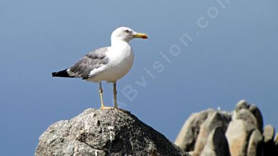 Jeune Goéland sur un rocher. - Photo libre de droit - PABvision.com