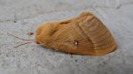 Photo libre - Un papillon de nuit tout poilu