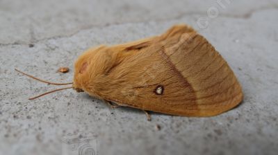 Un papillon de nuit tout poilu - Photo libre de droit - PABvision.com