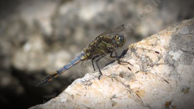 La libellule un magnifique insecte - Photo libre de droit - PABvision.com