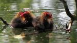 Premire sortie de ces trs jeunes poules d'eau