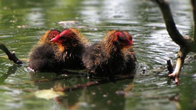 Première sortie de ces très jeunes poules d'eau - Photo libre de droit - PABvision.com