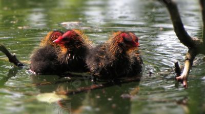 Premire sortie de ces trs jeunes poules d'eau - Photo libre de droit - PABvision.com