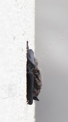 Aucun problme d'adhrence pour cette chauve-souris  la verticale - Photo libre de droit - PABvision.com